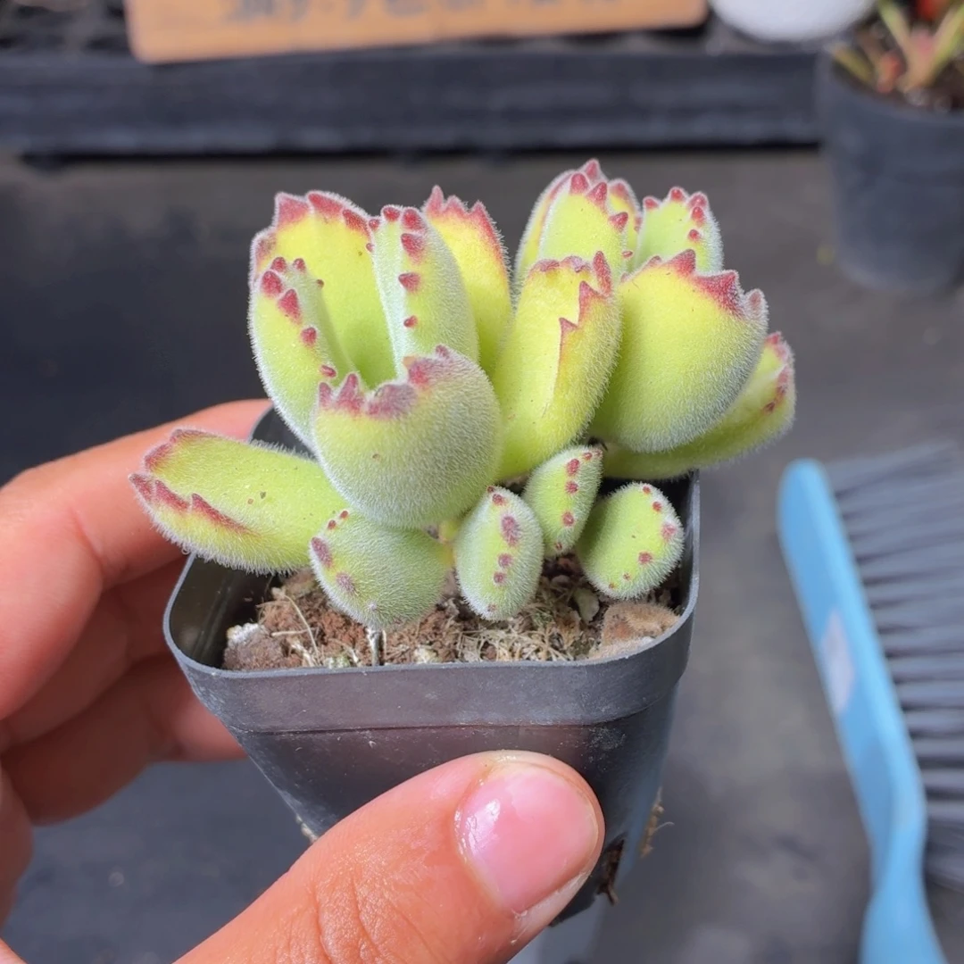 绿熊多肉9.9包邮发货