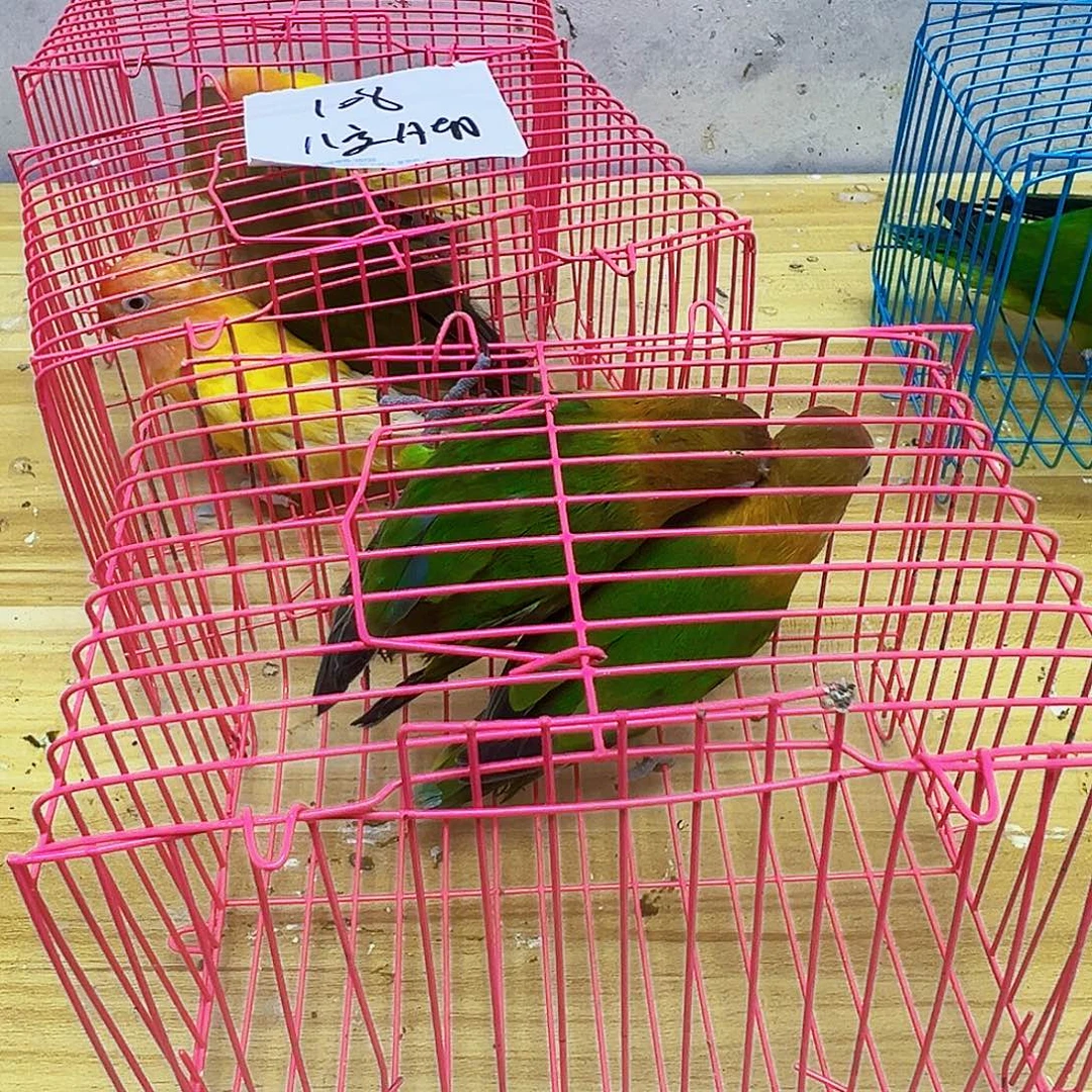 桃脸牡丹鹦鹉少指甲