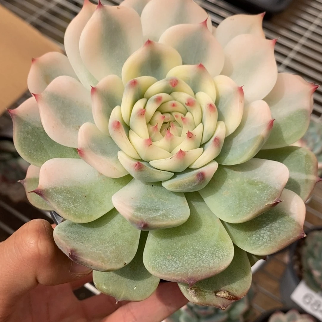 吉娃娃锦多肉植物6847