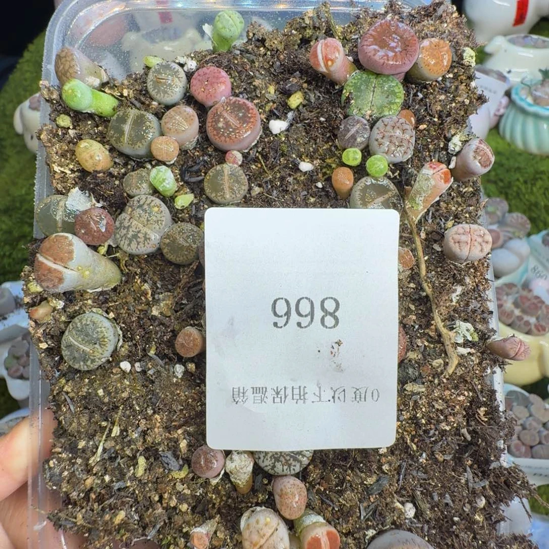 青***梦多肉植物福利冲866