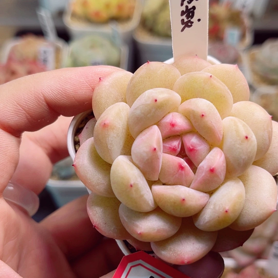 A789 一物一拍 豚崽