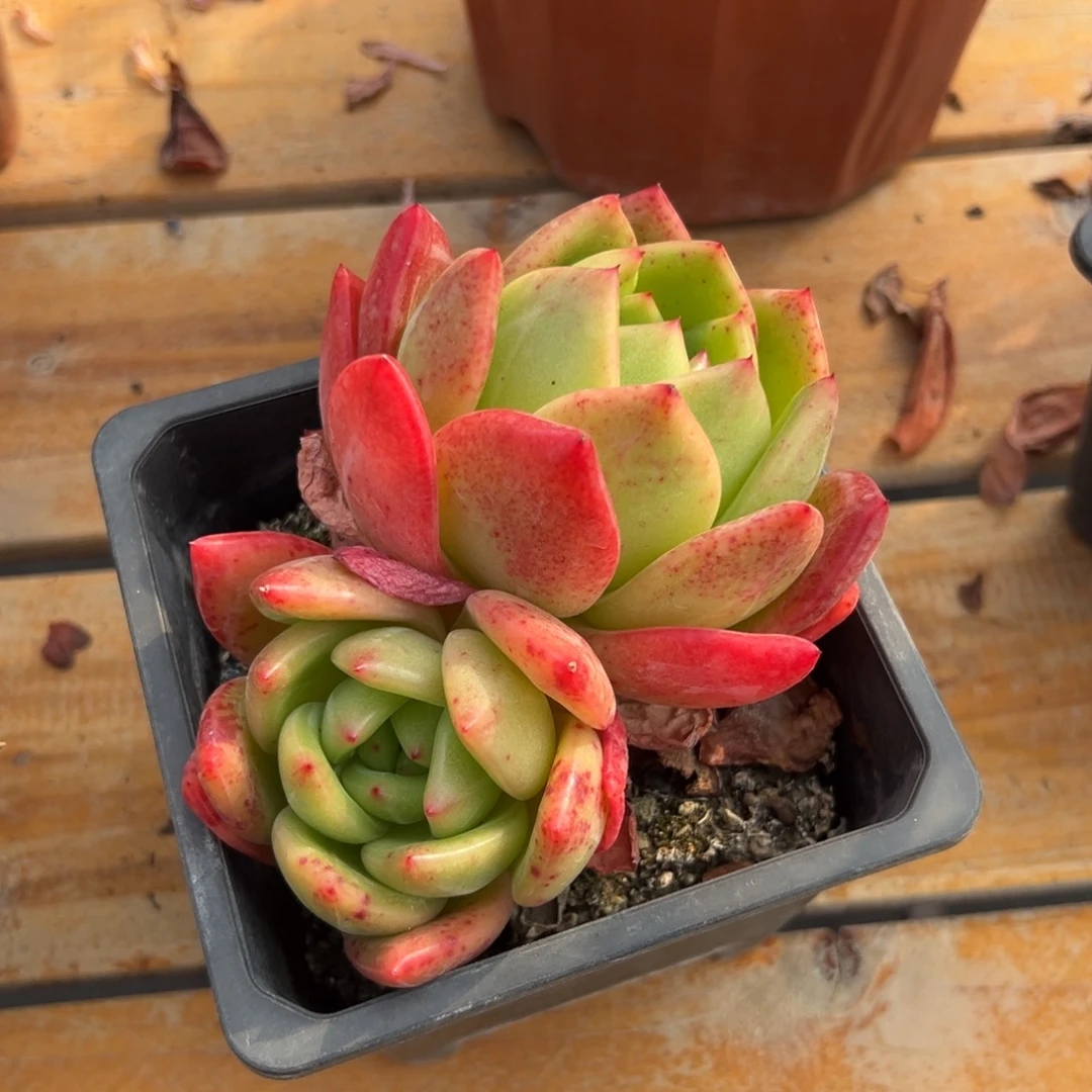 多肉双头黄石【非偏远满18包邮】