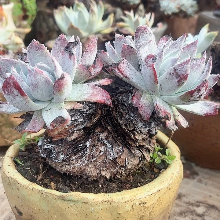 仙女杯多肉植物盆栽