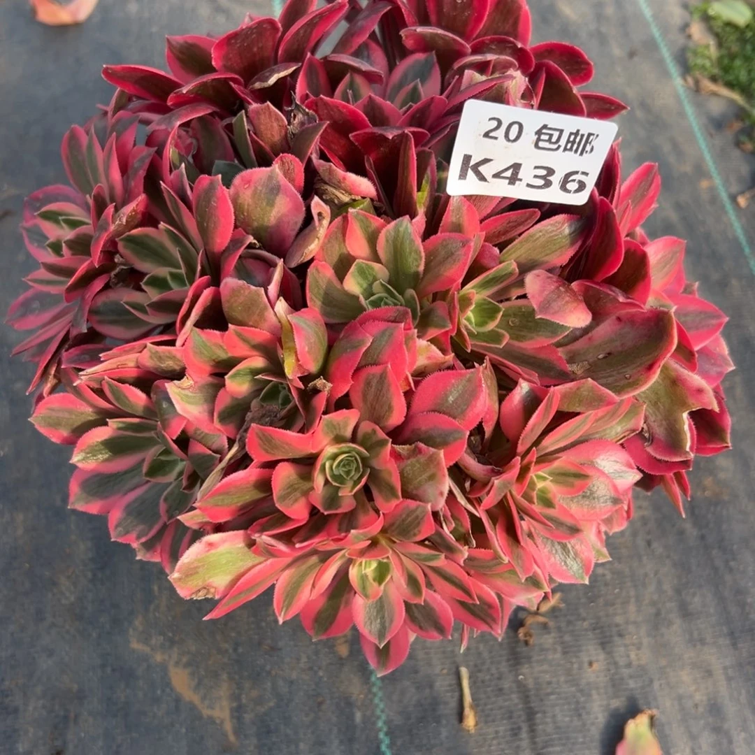 436女妖，满20包邮