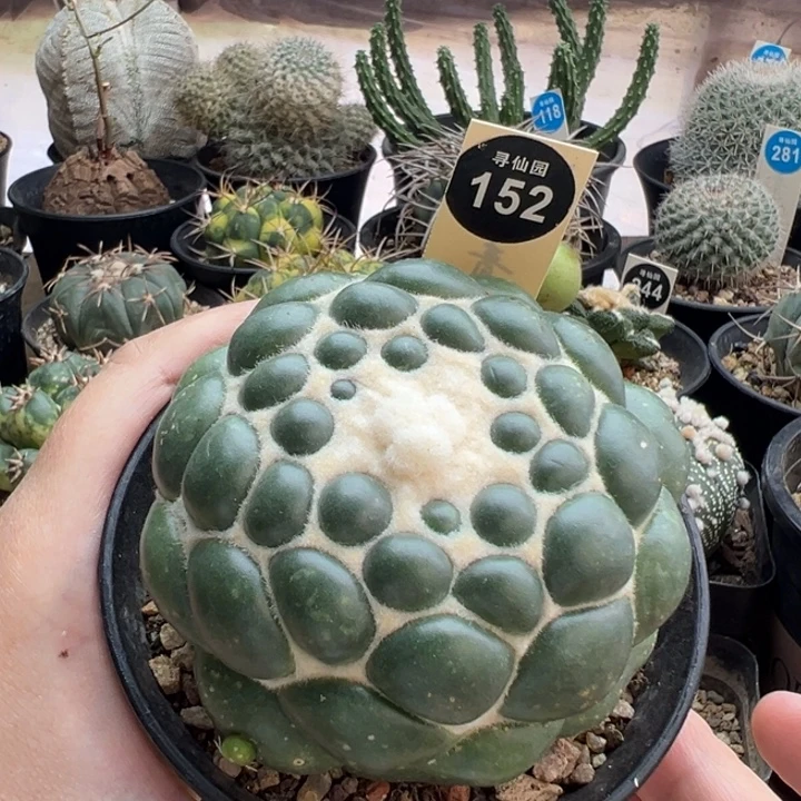 自根无刺象牙8cm一棵仙人球
