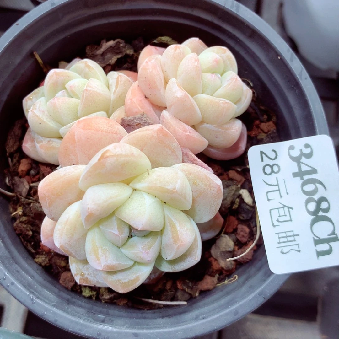 5厘米盆精控多肉3468