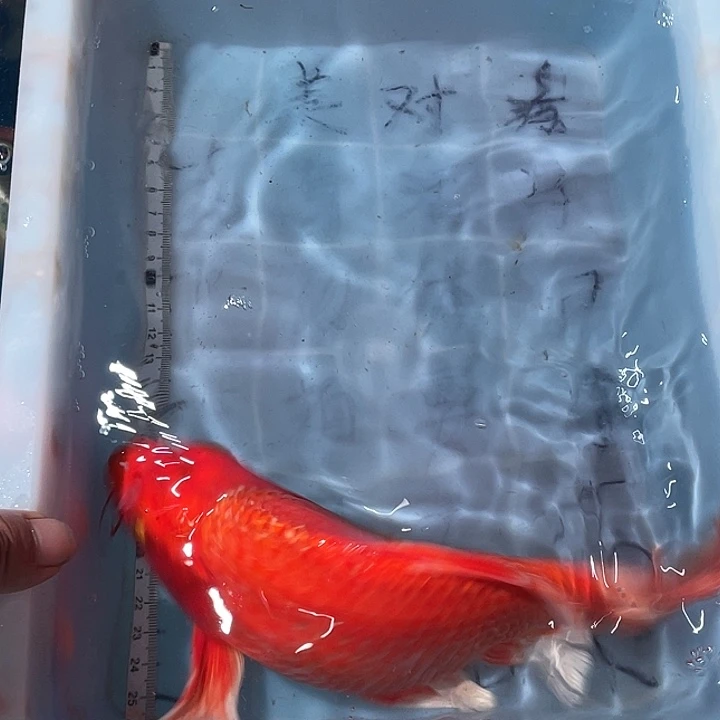 蝴蝶鲤鱼渔场直发95