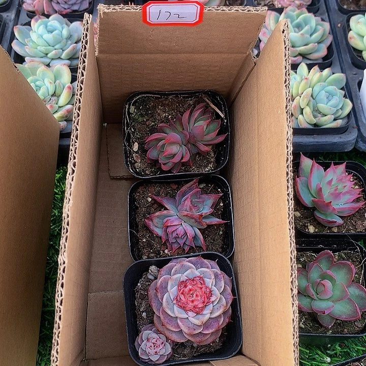 喜**肉A172惊鸿仙子多肉