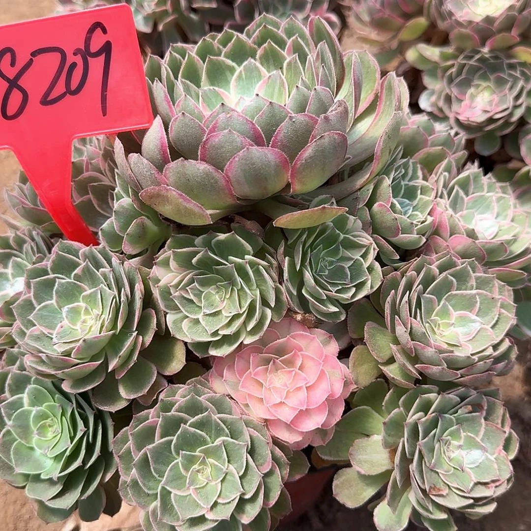 3-8209莲花座多肉法师