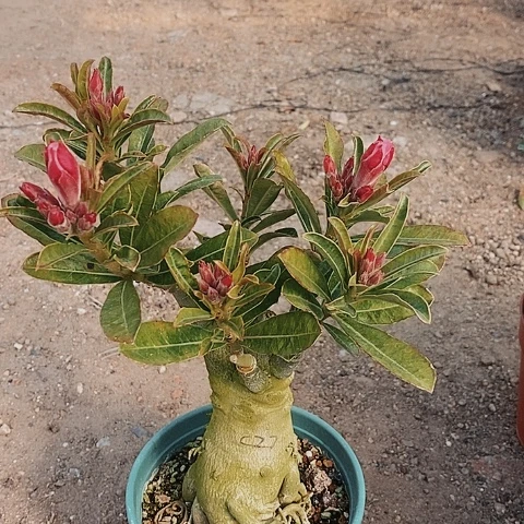 【闪购商品】听**绿植