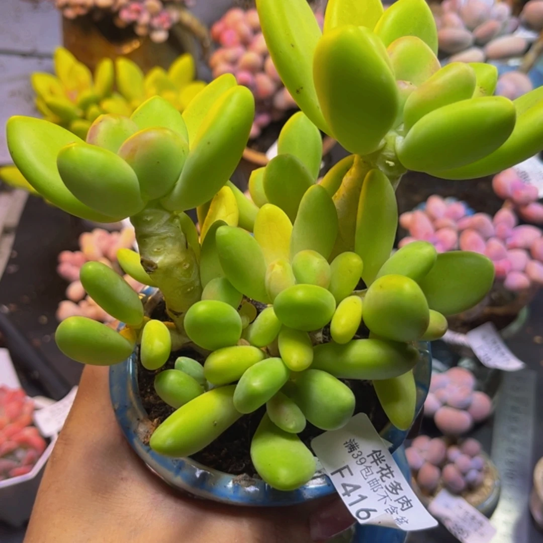 芒果奶酪416/120cm多肉