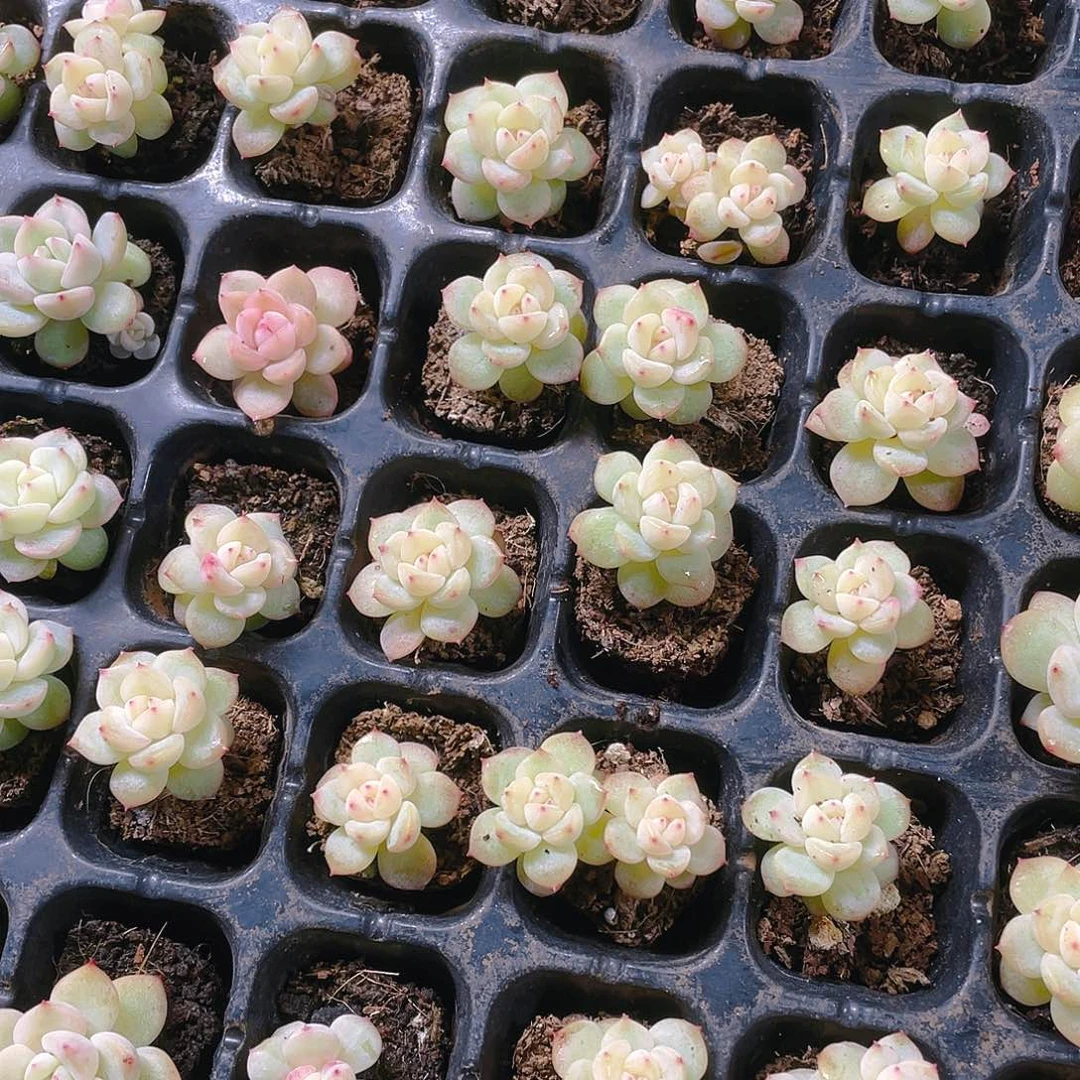 未知拉拉穴一个满25包邮