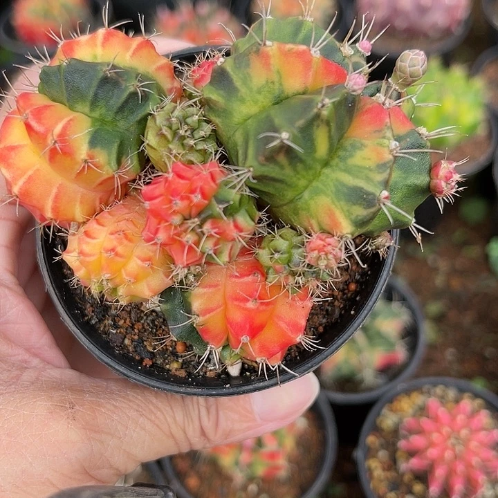 仙人球开花仙人球上仙人球
