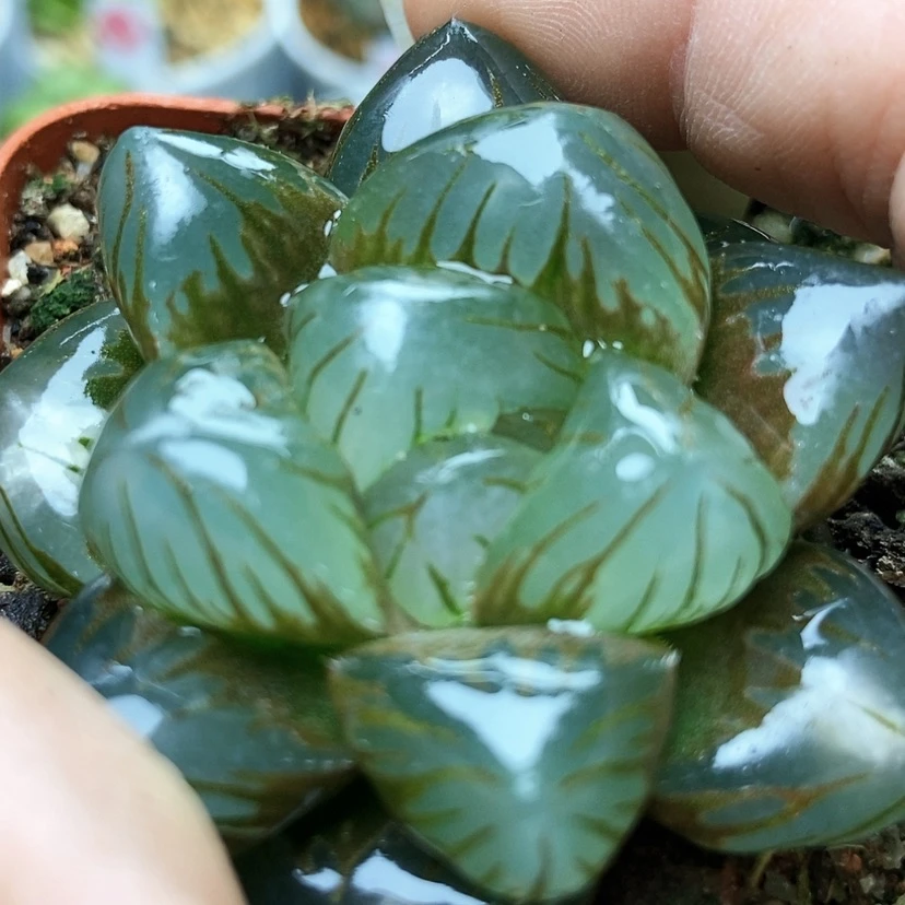 【闪购商品】五***后O M3