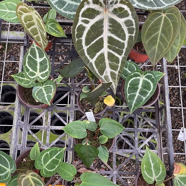 完全开放杂交10颗脱土发，不包叶损，一物一拍7号