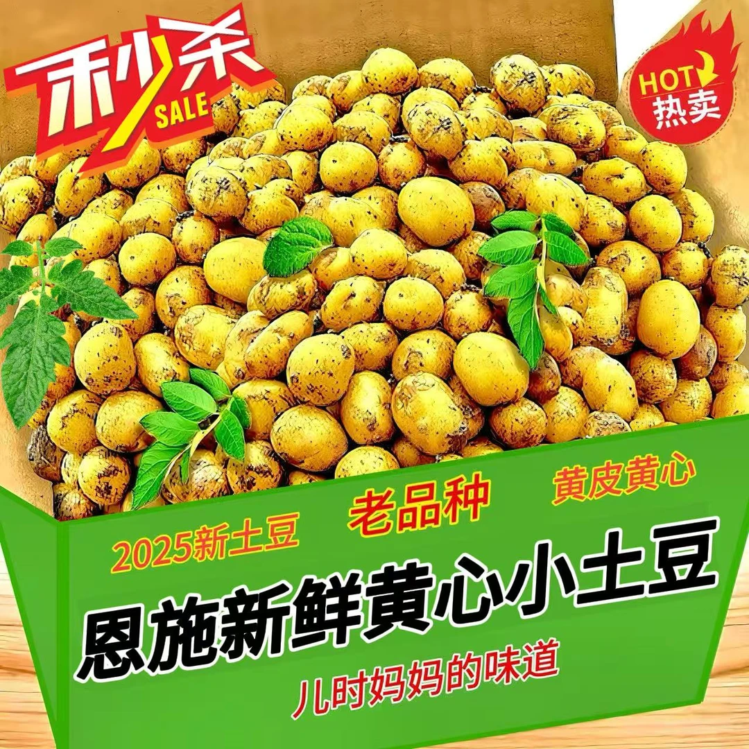 2025正宗恩施黄心小土豆新挖新鲜马铃薯产地直发农家肥大洋芋直播