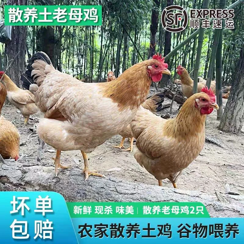 苏北走地老母鸡下单现杀真空包装