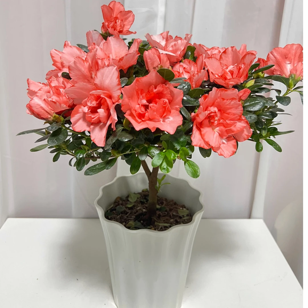 樱桃红杜鹃花盆栽带裙边盆花卉四季观花植物室内净化空气绿植热卖