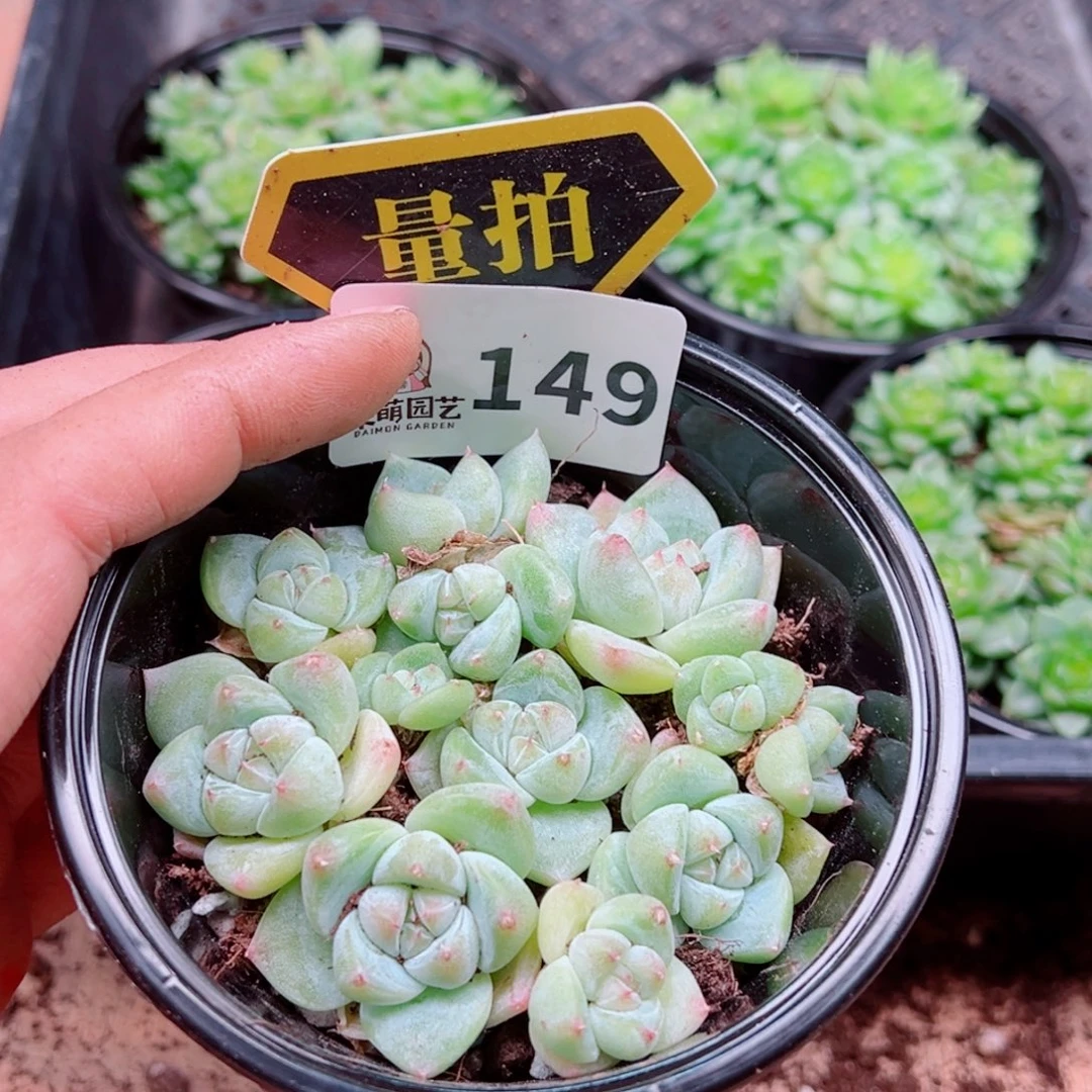 多肉植物多肉植物