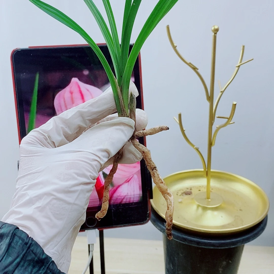 少量花朵（建议范围：2朵-5朵 或40%以下）