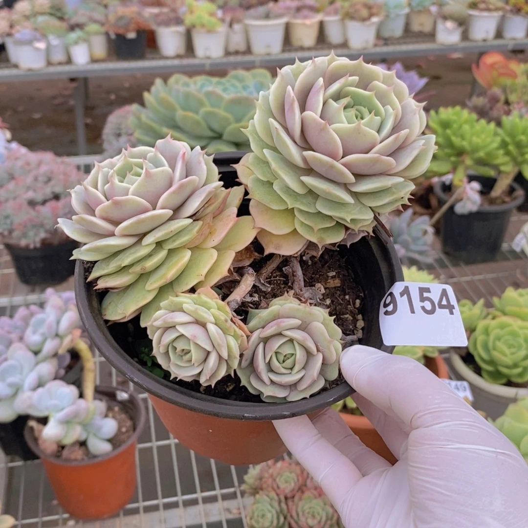 9154露娜莲一物一拍