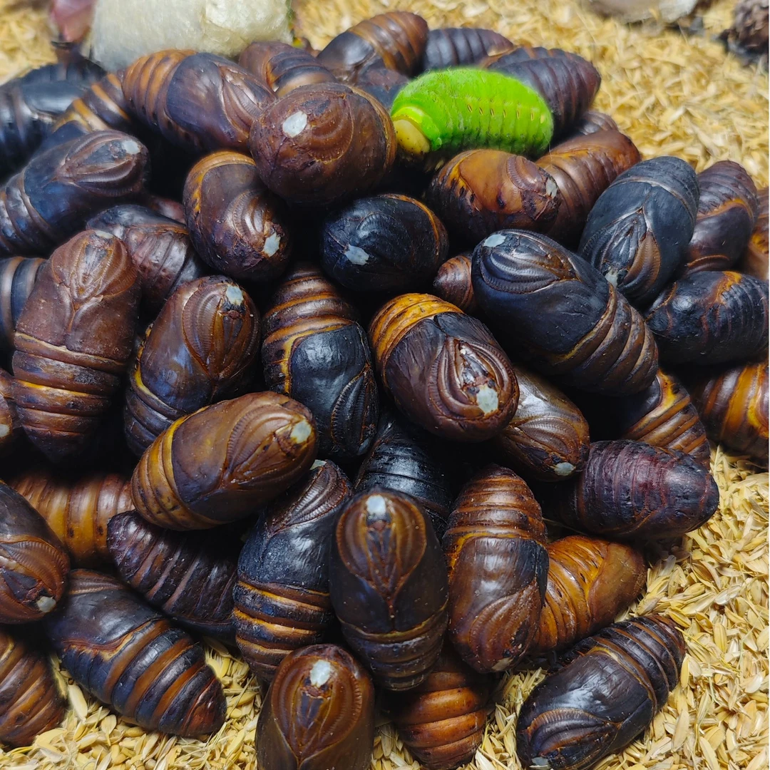 小黑蚕蛹东北柞蚕蛹、现割现发、原产地直发、2024年、辽宁凤城