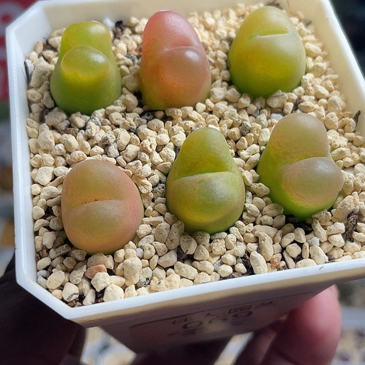 佳人园艺多肉生石花毛069