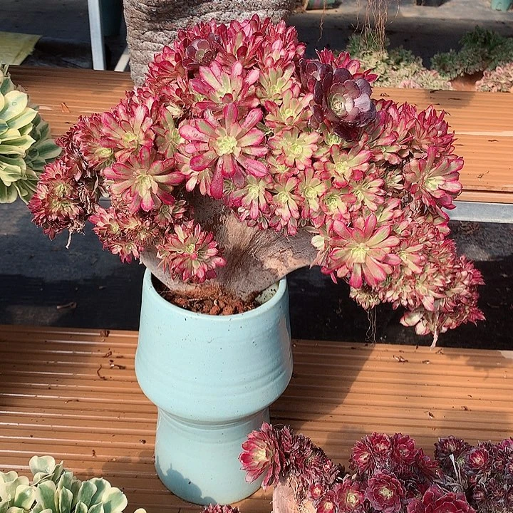 红腹轮朵朵脱土发货