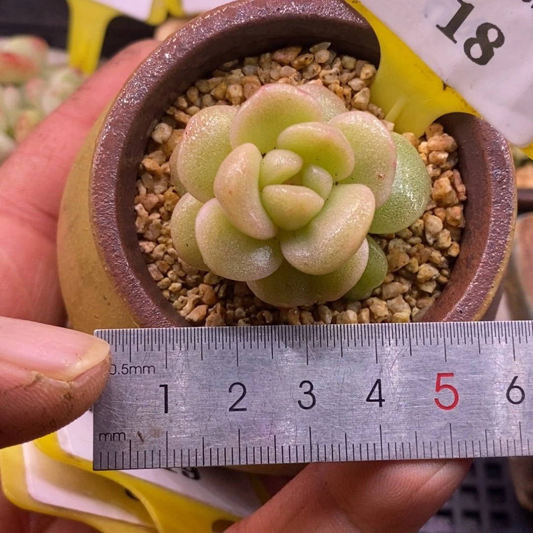 618福利，冰玉拉丝锦圆脸