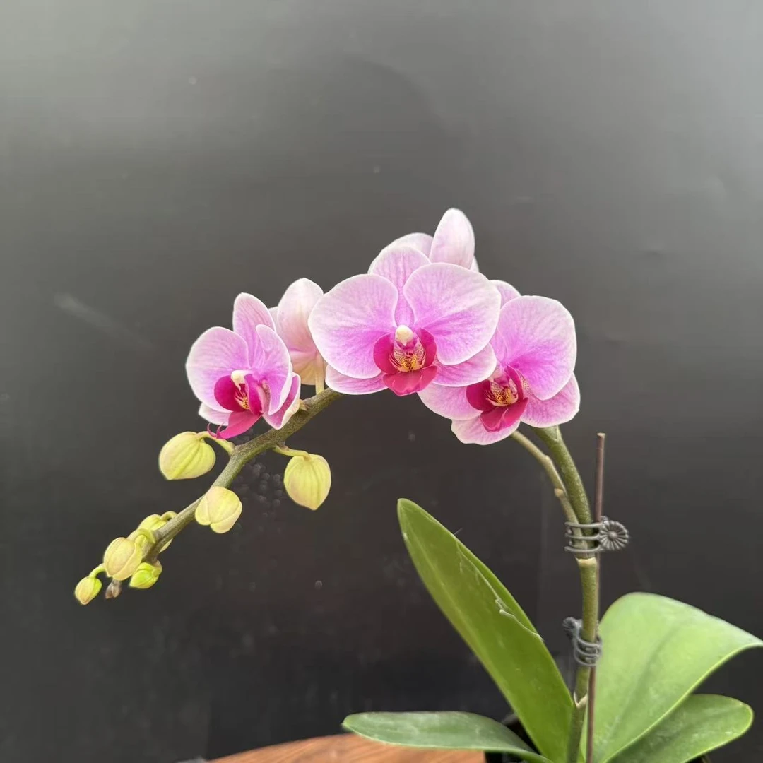 蝴蝶兰《宝贝》 梦幻粉紫 第二名 中小花型 真花 室内花卉