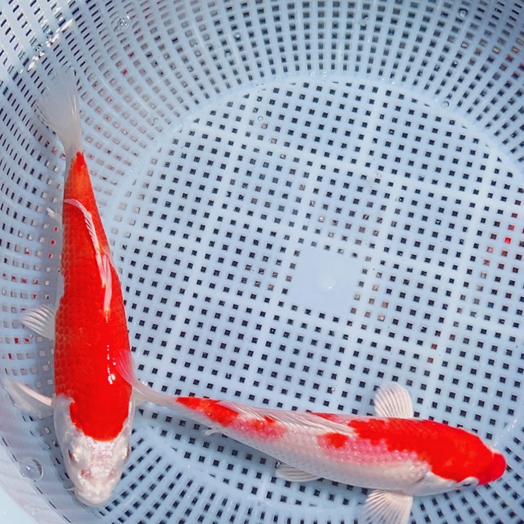 锦鲤锦鲤观赏鱼1111