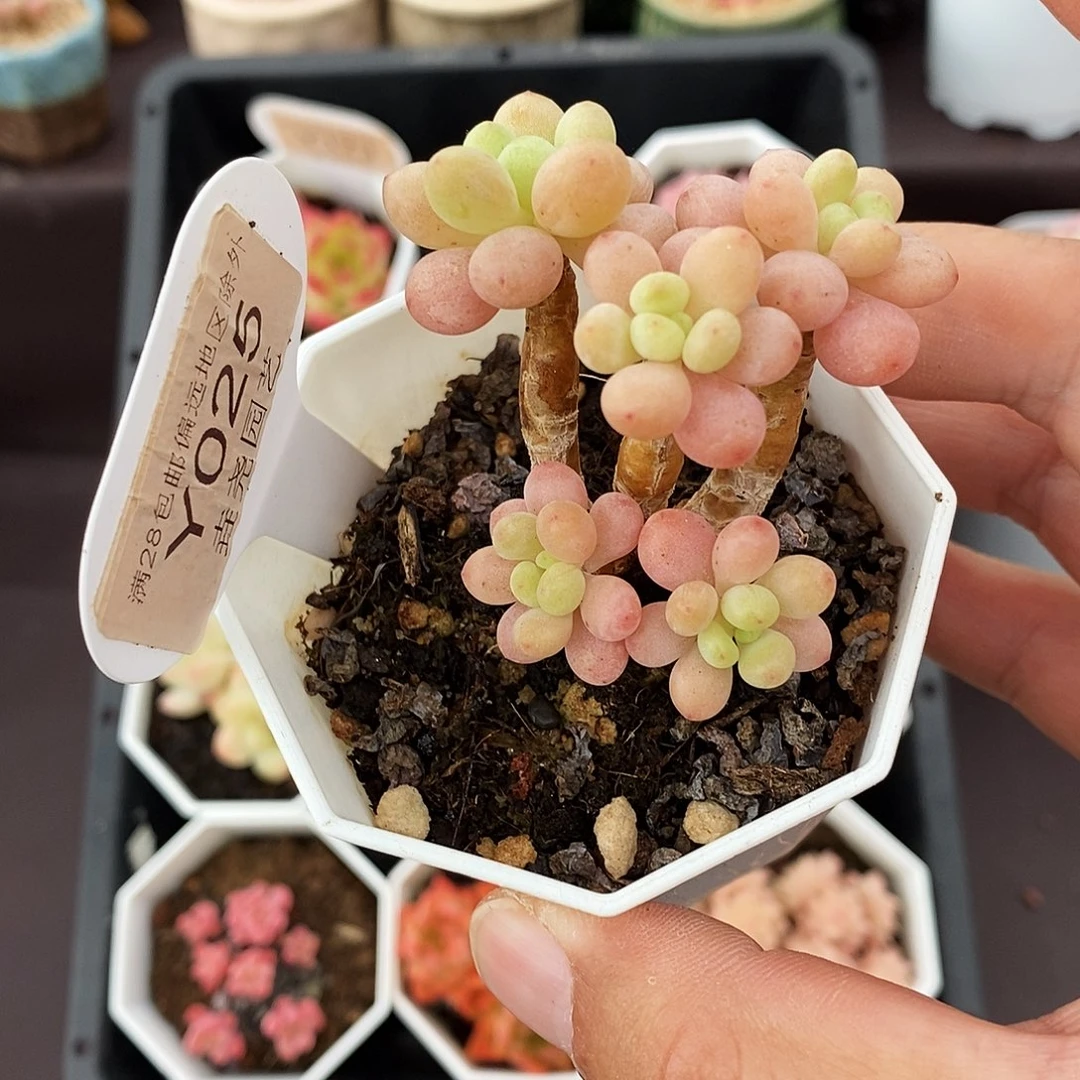 0025 洛可可 5cm