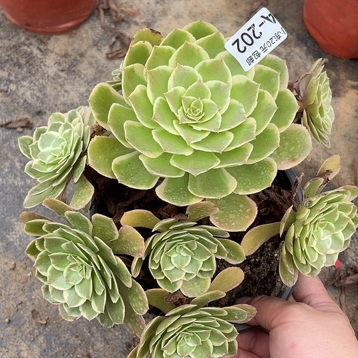 202粉花妖夜宴多肉植物法师