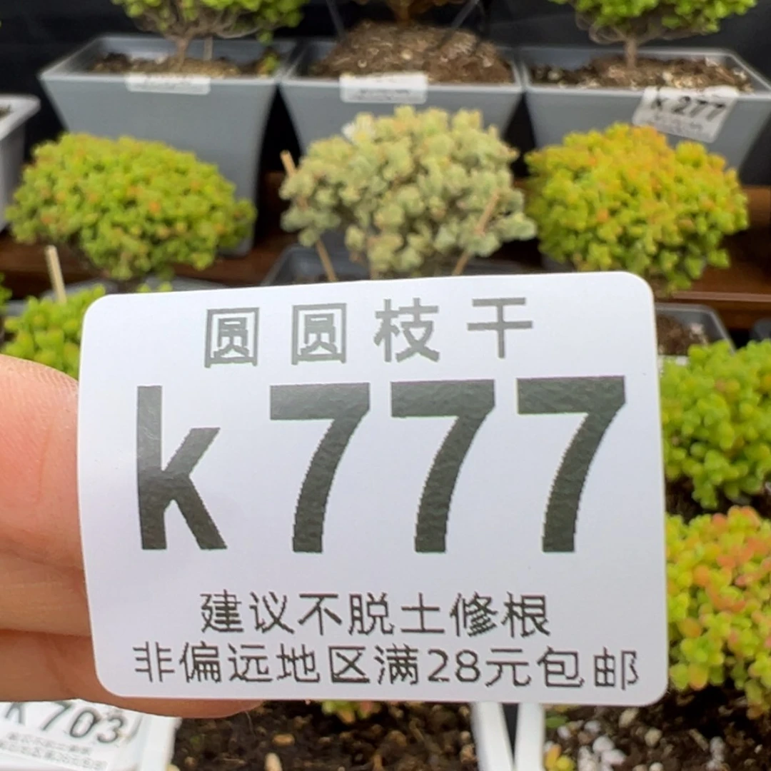 【闪购商品】疯*?k777疯猫预付1