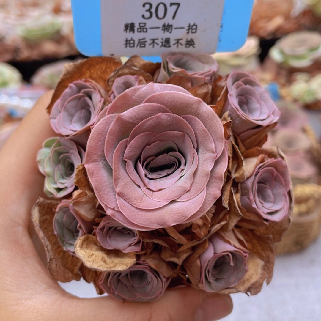 山地玫瑰207裸根发货不售后