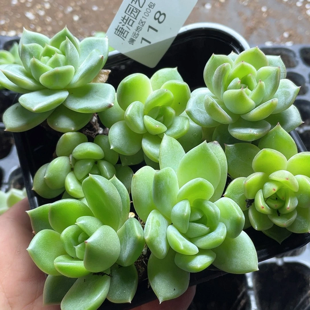 j***5绿珍妮一物一拍118