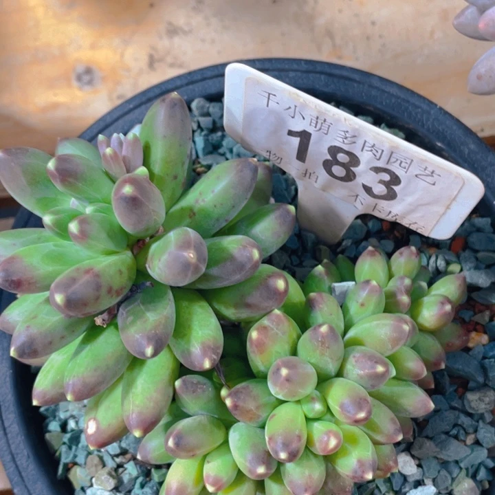 谢谢你的支持00000183