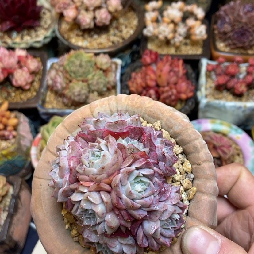 【闪购商品】海琳娜