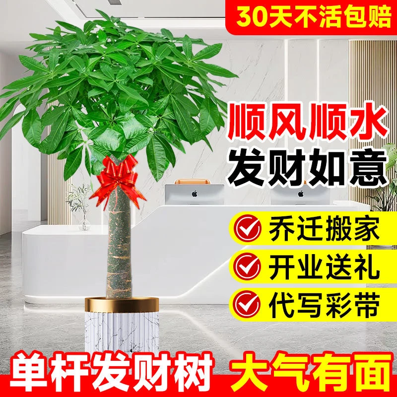 开业必备大型发财树室内客厅办公室开业摆放绿植绿植盆栽室内大棵