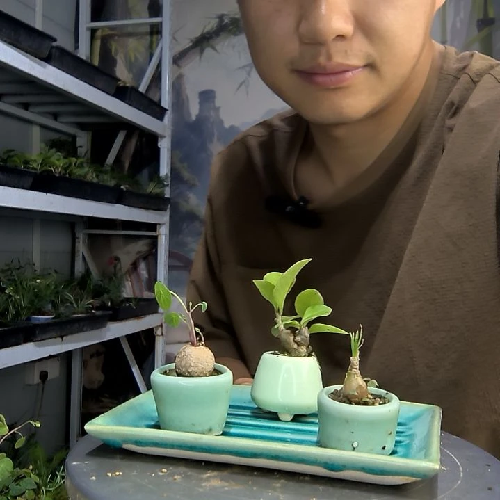 A****?中青园艺一物一拍154