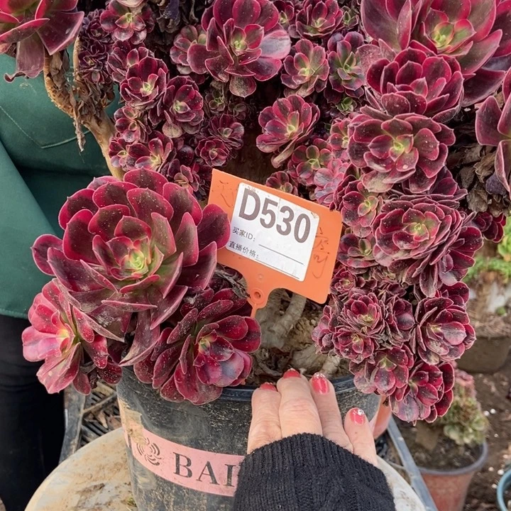 ****⋆D530美杜莎缀化老想