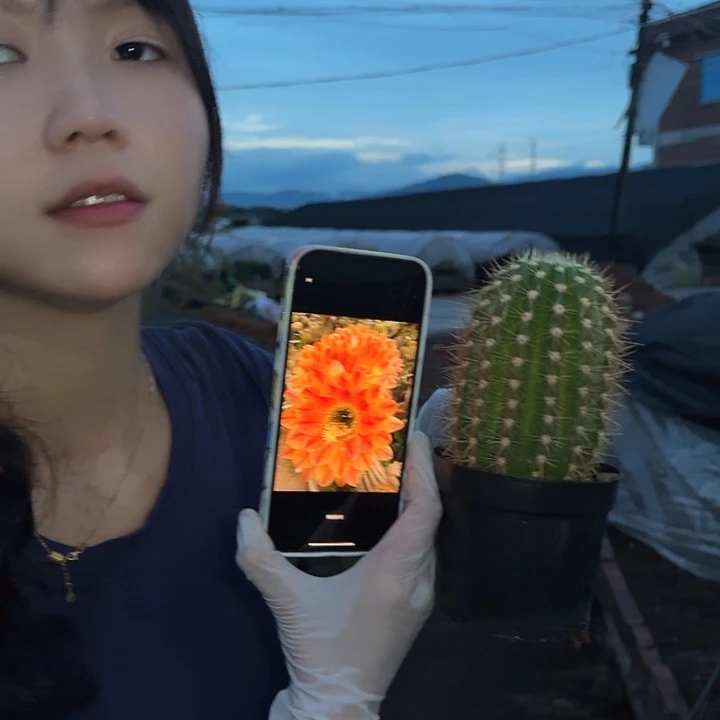 火焰魔术毛花柱111111111