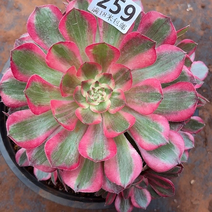 259赤子心诺米多肉法师锦不包侧枝断枝