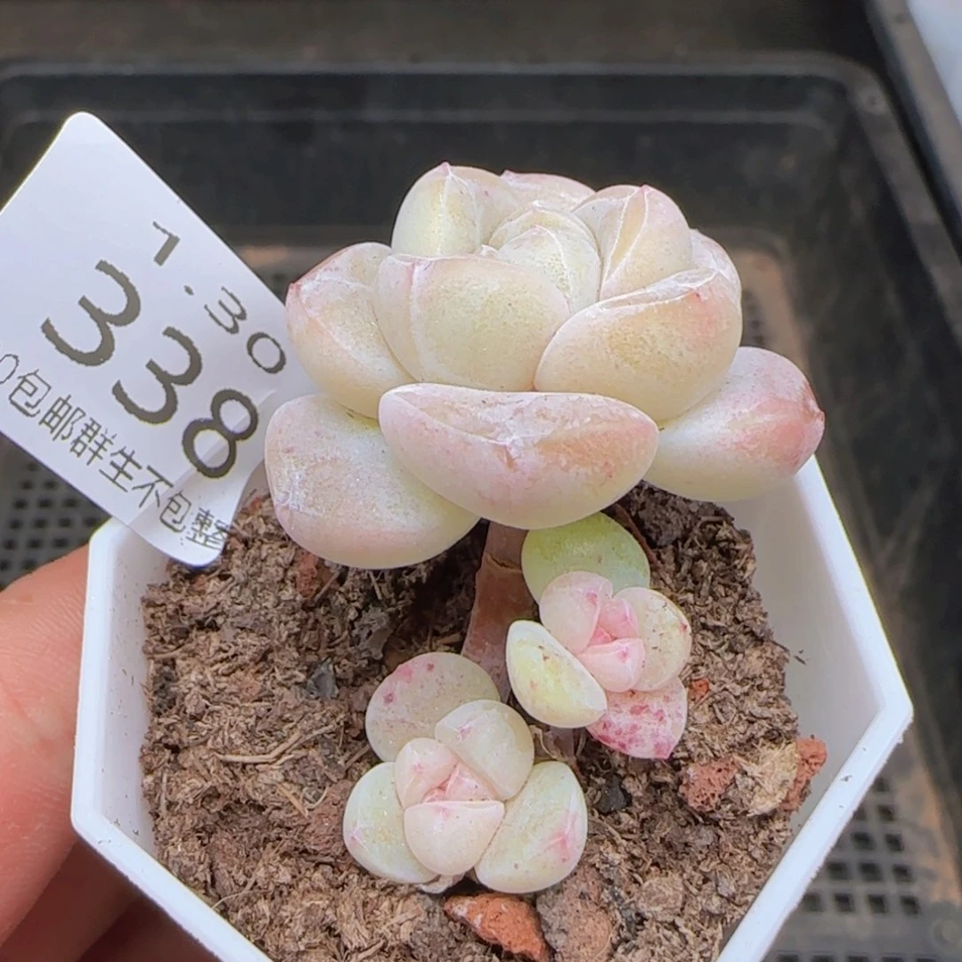 糖心冰玉飘枝三头