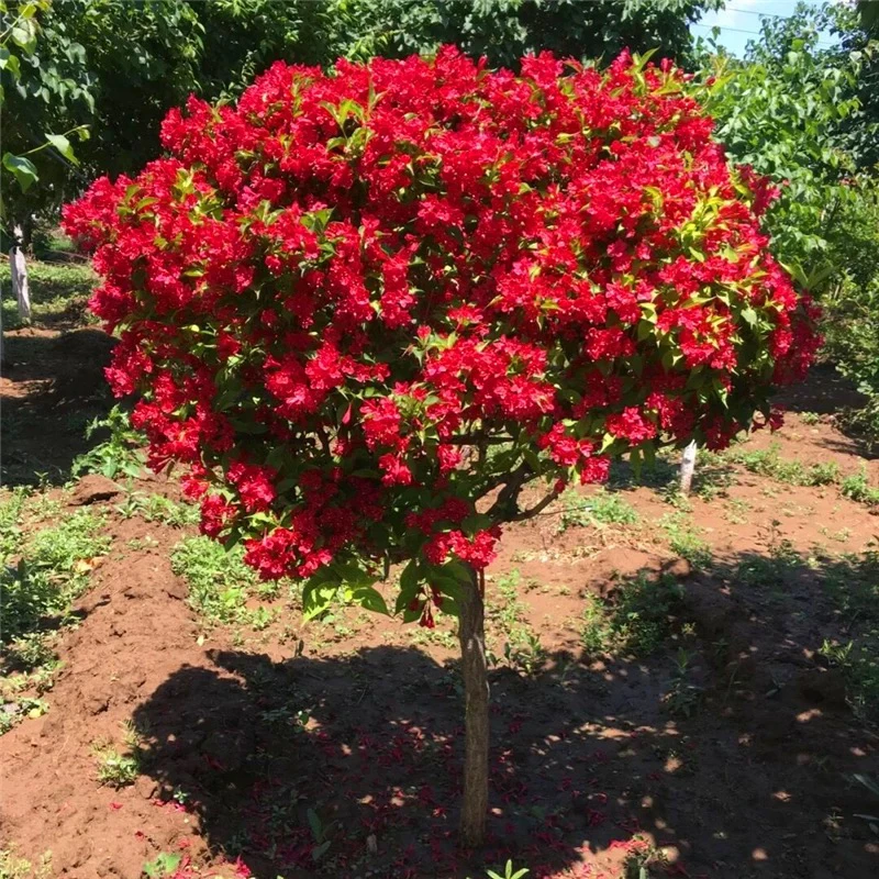 红王子红色锦带花树苗四季种植耐寒耐热锦带花苗金叶锦带庭院盆栽