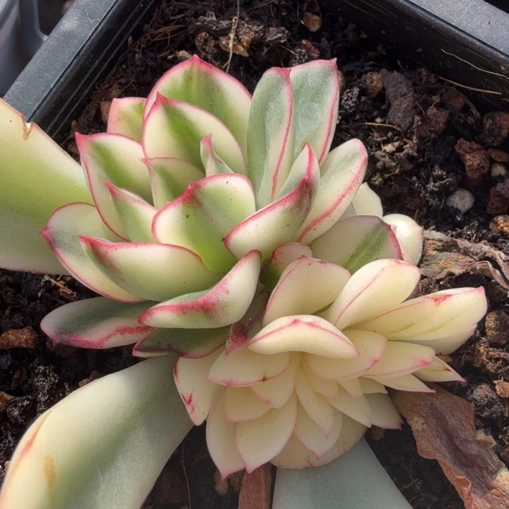 红花女王锦带缀化