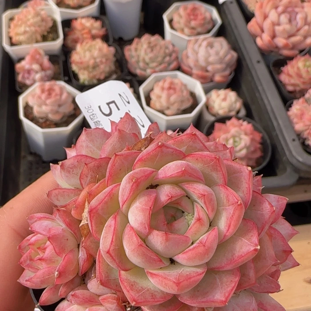 榕*姐女王手捧花一颗脱土