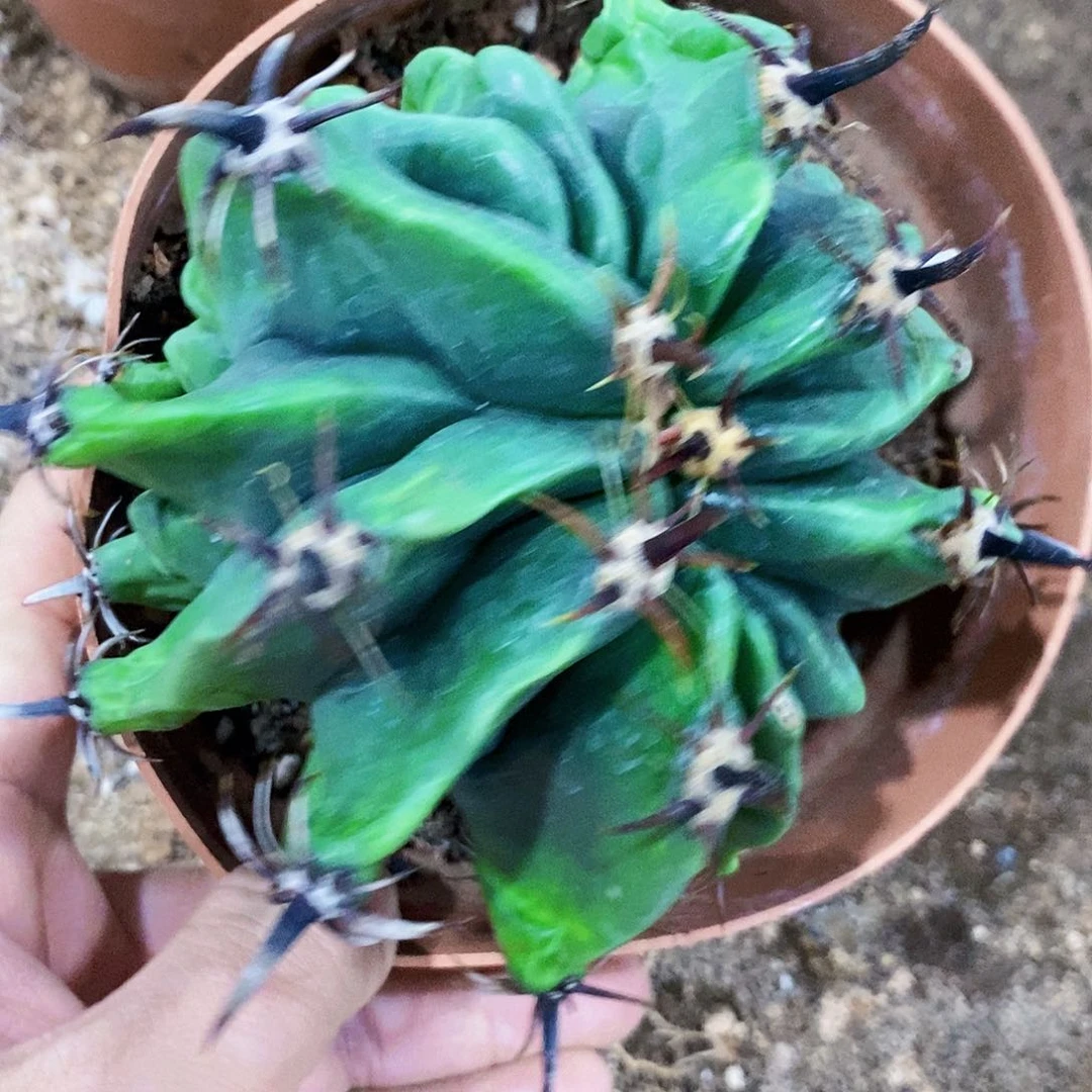 无花朵三*0000000000000