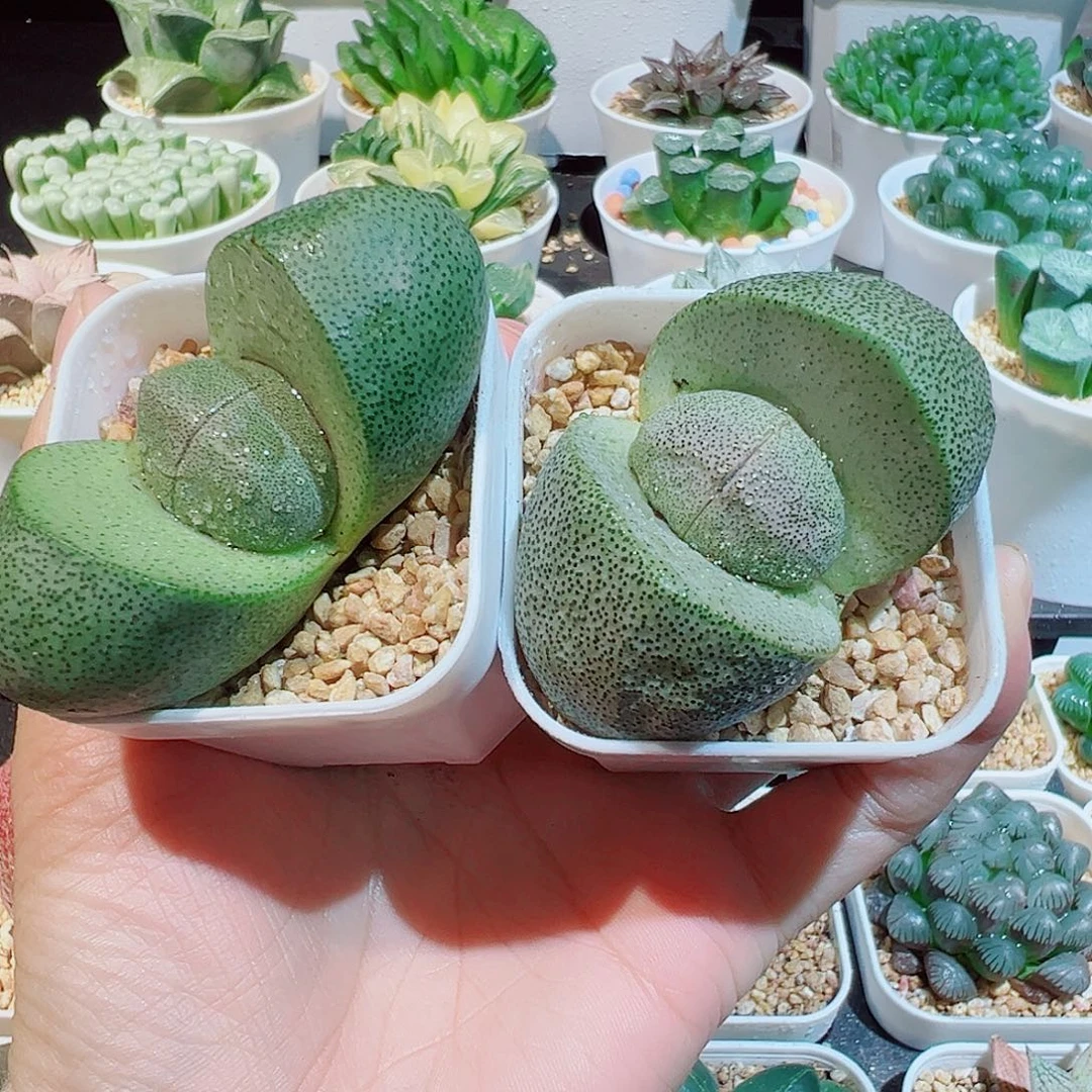 绿元宝多肉多肉多肉