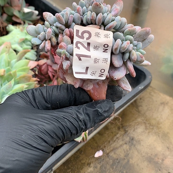 粉兔缀化  非偏远38包邮 节后发